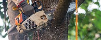 Best Stump Grinding and Removal  in Sun Valley, ID