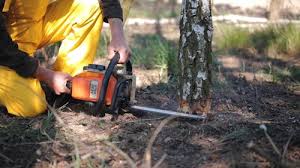 Best Tree Maintenance Programs  in Sun Valley, ID