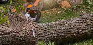 Best Firewood Processing and Delivery  in Sun Valley, ID