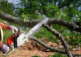 Best Tree Preservation Services  in Sun Valley, ID