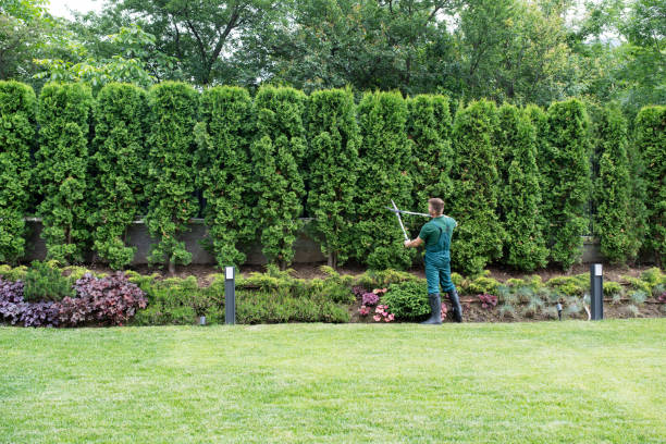Best Tree Removal  in Sun Valley, ID