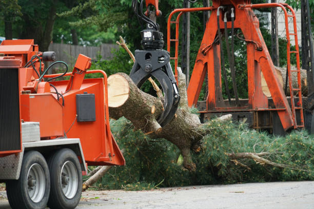 Best Palm Tree Trimming  in Sun Valley, ID