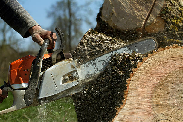 Best Lawn Grading and Leveling  in Sun Valley, ID