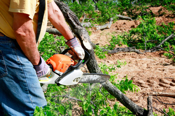 Best Emergency Tree Removal  in Sun Valley, ID